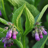 Comfrey (Symphytum officinale)